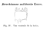 Brachionus militaris