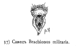 Brachionus militaris