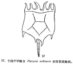 Brachionus militaris