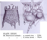 Brachionus militaris
