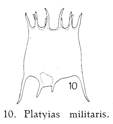 Brachionus militaris