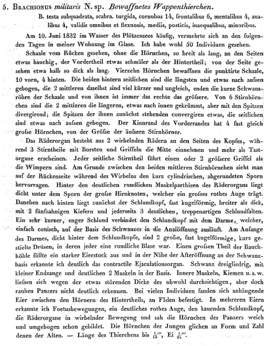 Brachionus militaris - Original description image