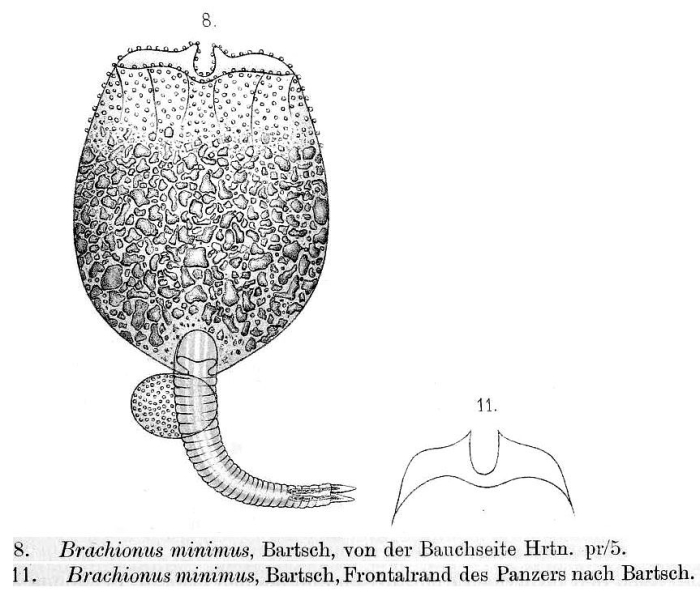 Brachionus minimus