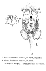 Brachionus minimus - Original description image