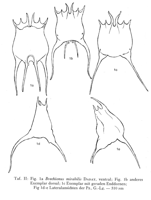 Brachionus mirabilis