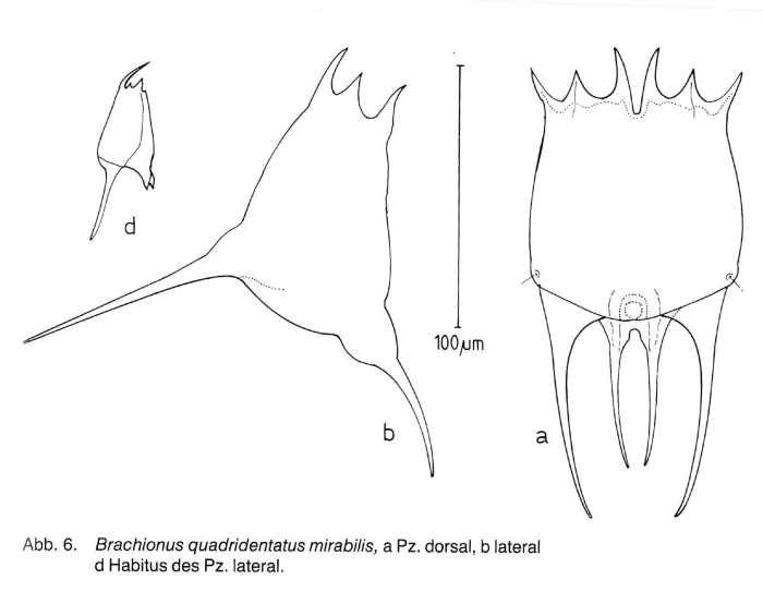 Brachionus mirabilis