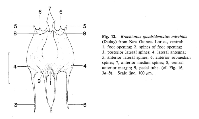 Brachionus mirabilis