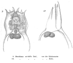 Brachionus mirabilis