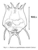 Brachionus mirabilis