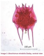 Brachionus mirabilis