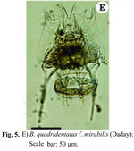 Brachionus mirabilis