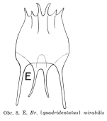 Brachionus mirabilis