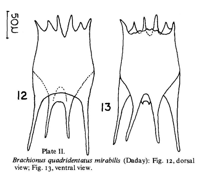 Brachionus mirabilis