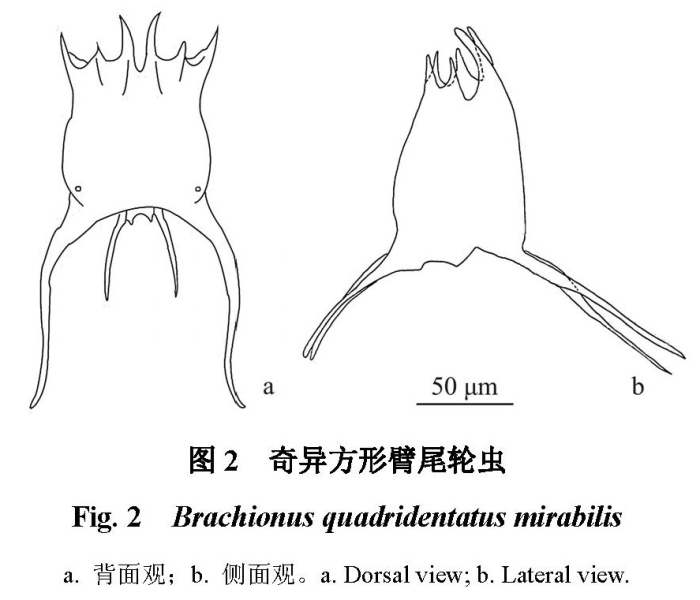 Brachionus mirabilis