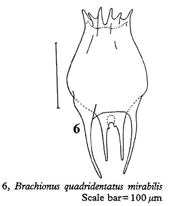 Brachionus mirabilis
