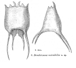 Brachionus mirabilis - Original description image