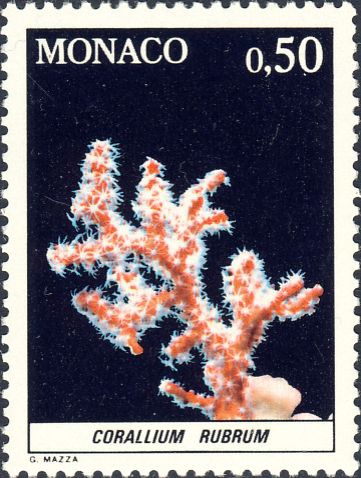Corallium rubrum Corallium rubrum
