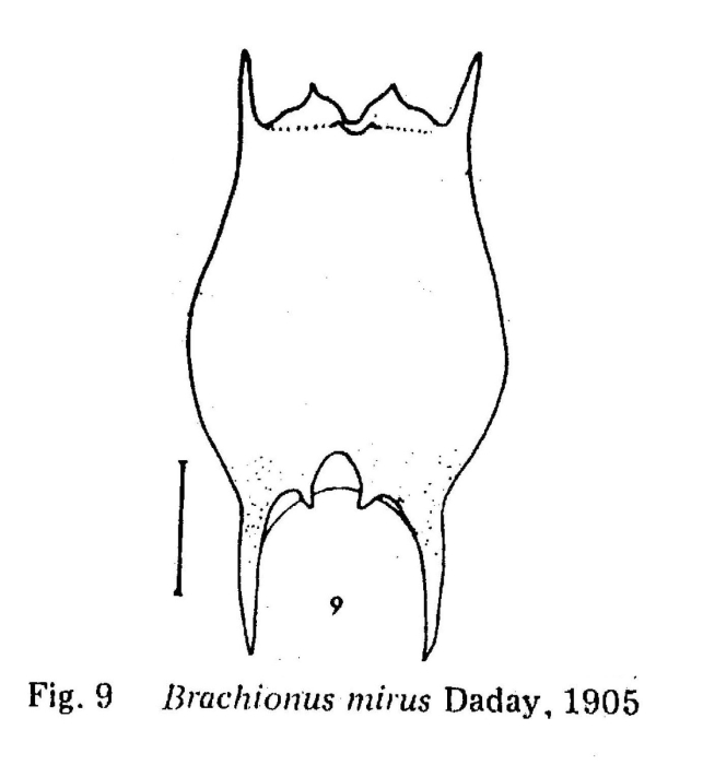 Brachionus mirus