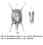 Brachionus mirus - Original description image