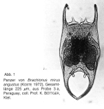 Brachionus mirus f. angustus