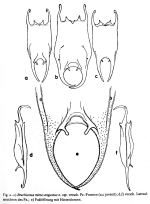 Brachionus mirus f. angustus - Original description image