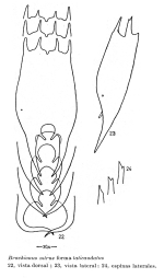 Brachionus mirus f. laticaudatus - Original description image