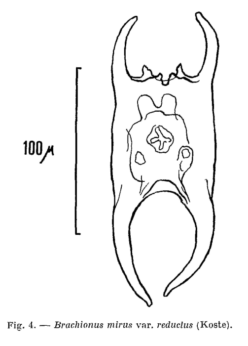 Brachionus mirus var. reductus