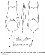 Brachionus mirus var. reductus - Original description image