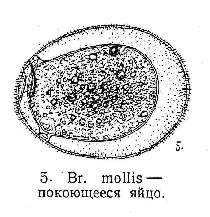 Brachionus mollis