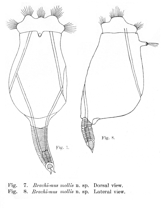 Brachionus mollis - Original description image
