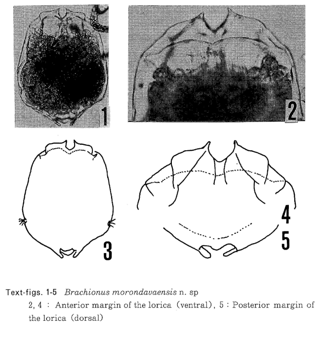 Brachionus morondavaensis - Original description image