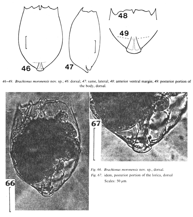 Brachionus moronensis - Original description image