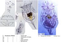 Brachionus muelleri