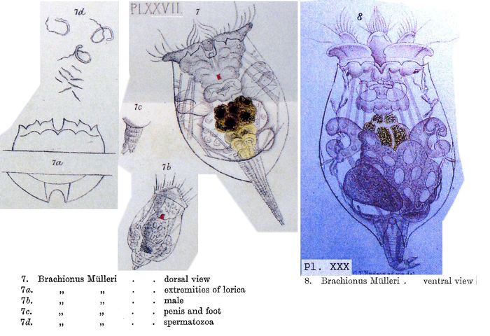 Brachionus muelleri Brachionus muelleri