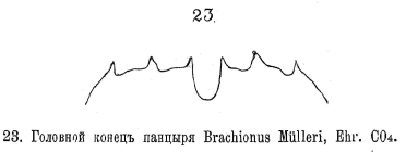 Brachionus muelleri
