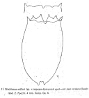 Brachionus muelleri