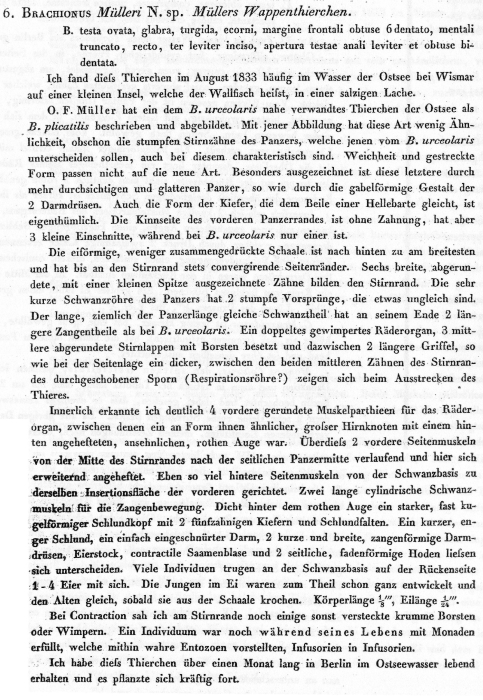 Brachionus muelleri Brachionus muelleri