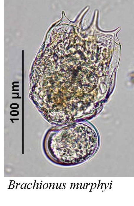 Brachionus murphyi