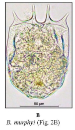 Brachionus murphyi
