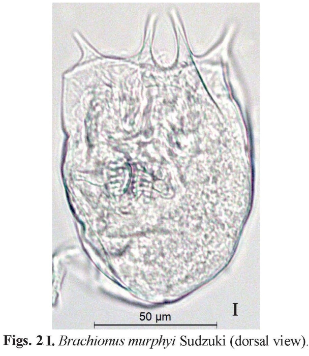 Brachionus murphyi