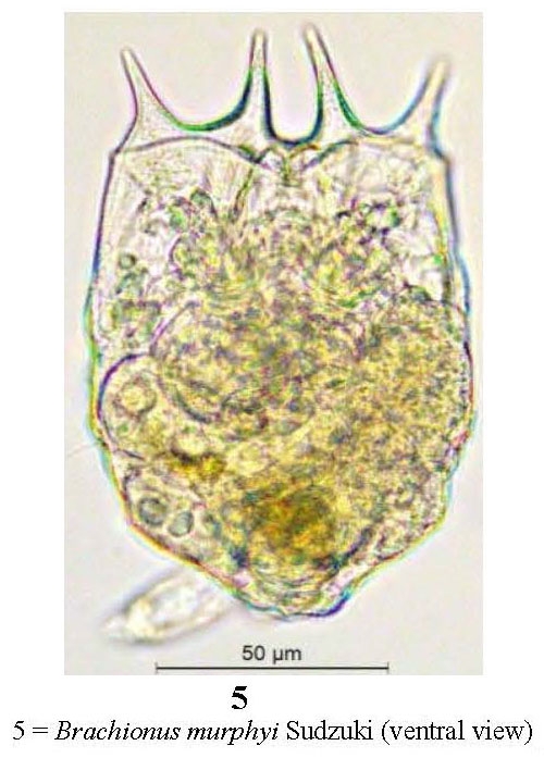 Brachionus murphyi