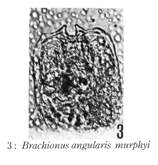 Brachionus murphyi - Original description image