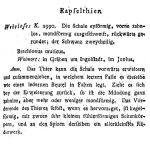 Brachionus muticus - Original description image