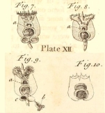 Brachionus neglectus