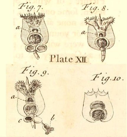 Brachionus neglectus