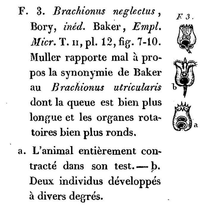 Brachionus neglectus - Original description image