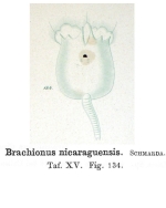 Brachionus nicaraguensis - Original description image