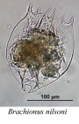 Brachionus nilsoni