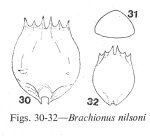 Brachionus nilsoni