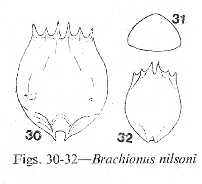 Brachionus nilsoni Brachionus nilsoni